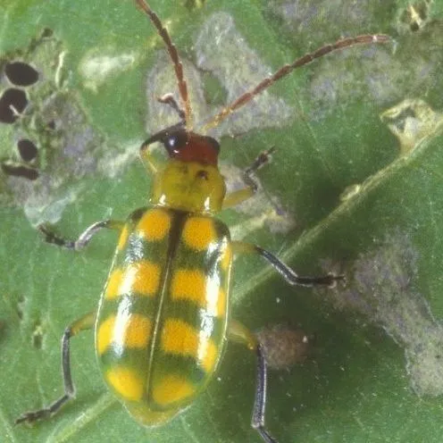 thumbnail for publication: Insect Management for Sweet Potatoes